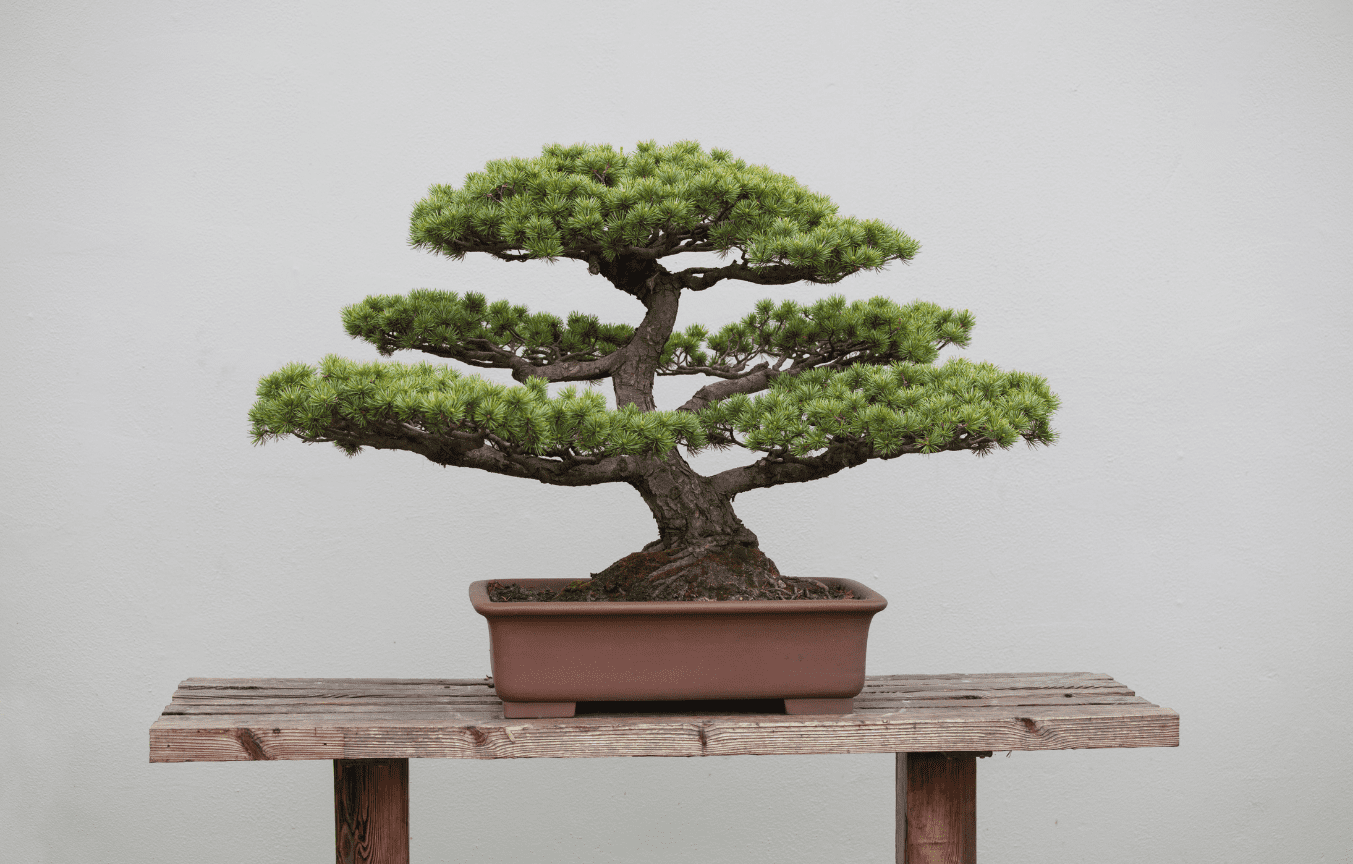 diseno-web-seo-natural-gijon-bonsai